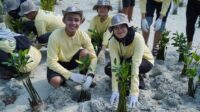 mangrove (2)